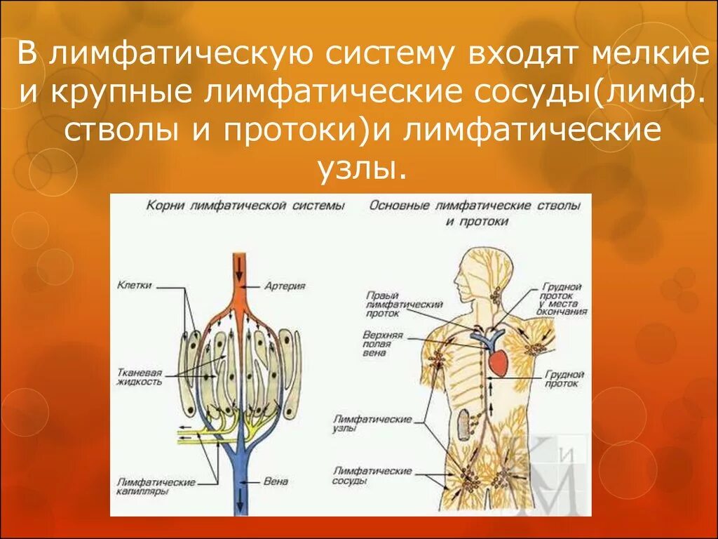 Сердце лимфатические сосуды. Лимфатическая система сосуды органы. Функции лимфатической системы анатомия. Сосуды, стволы лимфатической системы. Лимфатическая система движение крови.