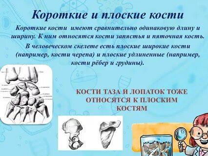 Плоскими костями являются