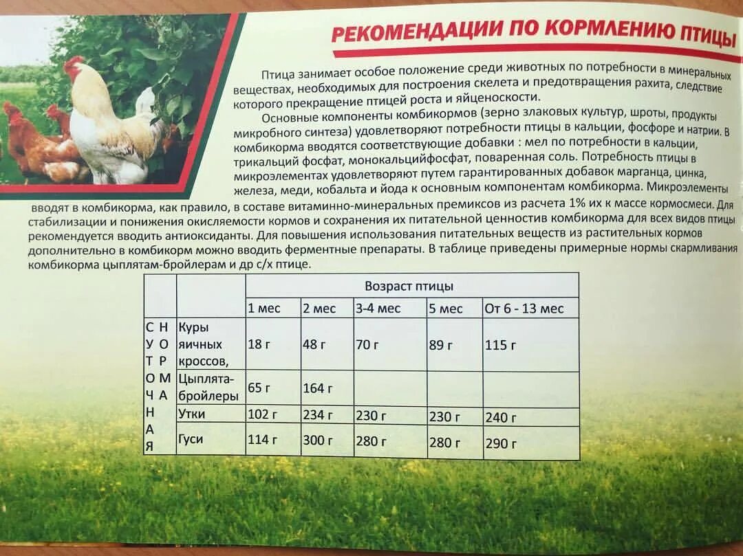 Как правильно кормить бройлеров. Нормы кормления цыплят бройлеров нормы. рацион корма курей несушек. норма корма для птицы. норма корма для цыплят несушек в граммах.