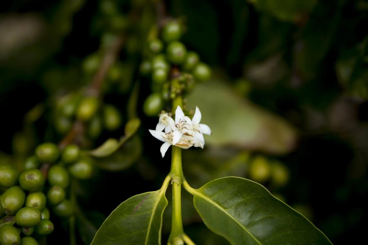 Цветок кофе Арабика. Кофейное дерево (Coffea). Кофе Аравийское растение. Цветение кофейного дерева Арабика. Кофе аравийский растение