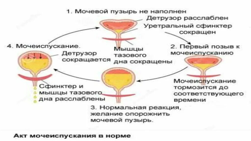 На бумаге после мочеиспускания