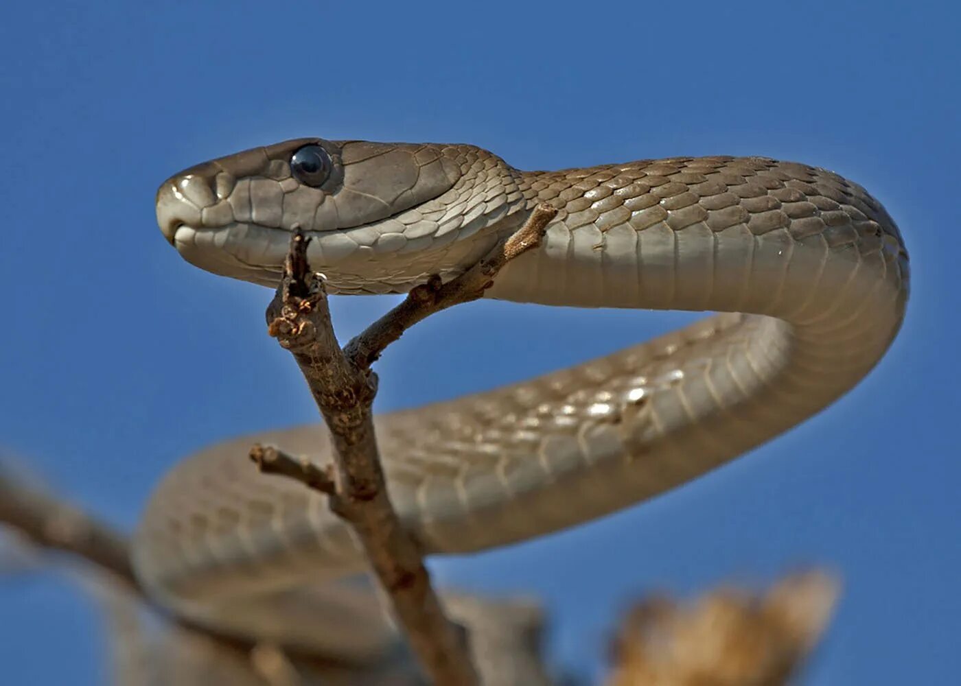 Greg bakirtzis mamba. Чёрная мамба змея. Чёрная мамба (Dendroaspis polylep. Самая ядовитая змея черная мамба. Черная мамба змееныши.