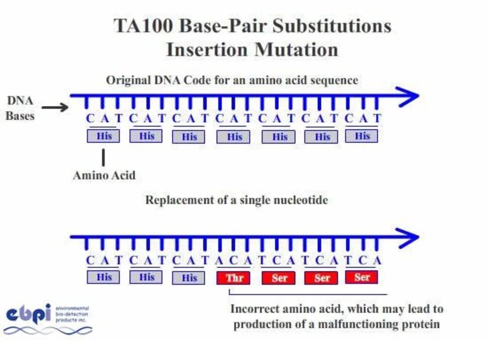 Global mutation. Миссенс мутация. Миссенс мутация лошадей. Миссенс мутации картинки. Миссенс нонсенс Сайленс мутации.