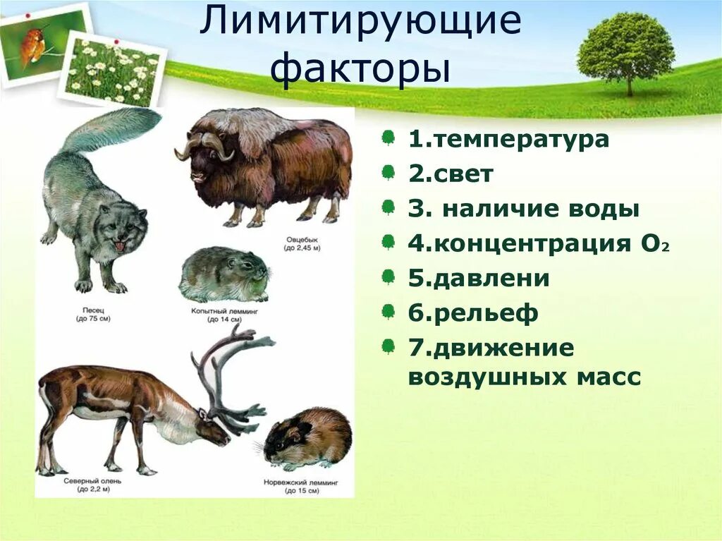 Лимитирующие факторы организменной среды. Лимитирующие факторы наземно-воздушной среды. Лимитирующие факторы среды обитания. Лимитирующие факторы примеры. Лимитирующий фактор жизни растений в нечерноземной зоне