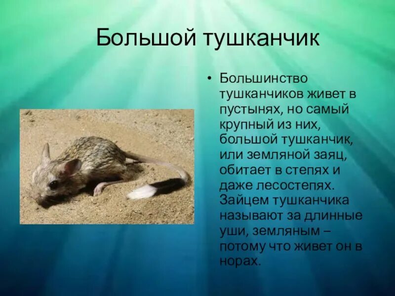 Тушканчик сообщение 4. Доклад про тушканчика. тушканчик в пустыне доклад. краткое сообщение о тушканчике. тушканчик презентация.