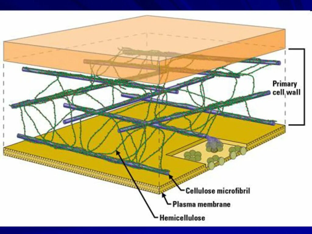 Клеточная стенка. Cell Wall. Primary Cell Wall. Клеточная стенка растительной клетки гемицеллюлоза.