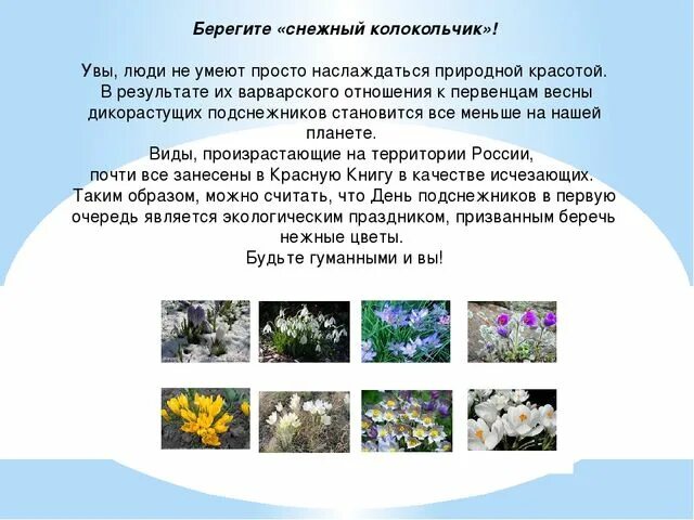 День подснежника презентация. 19 Апреля день подснежника в детском саду. 19 Апреля день подснежника презентация. День подснежника сценарий.