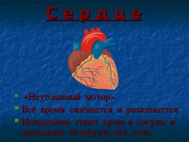 Сердце гонит. Гонит кровь по сосудам в туловище. Загадка растянешь сожмется сожмешь разожмется. Сердце сжимается и разжимается. Сердце это неутомимый мотор.