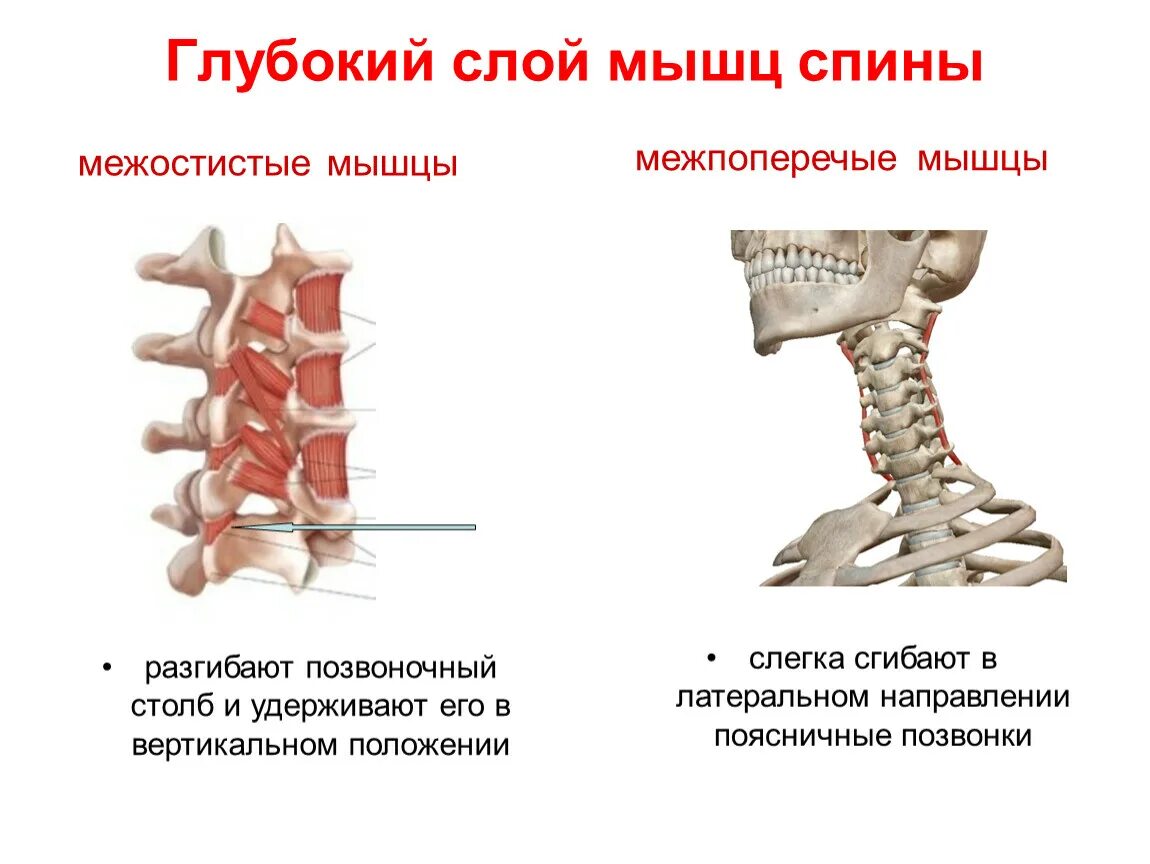 Глубокие спинные. Межостистые межпоперечные и поперечно-остистые мышцы. Межостистые мышцы спины анатомия. Межпоперечные мышцы поясницы.