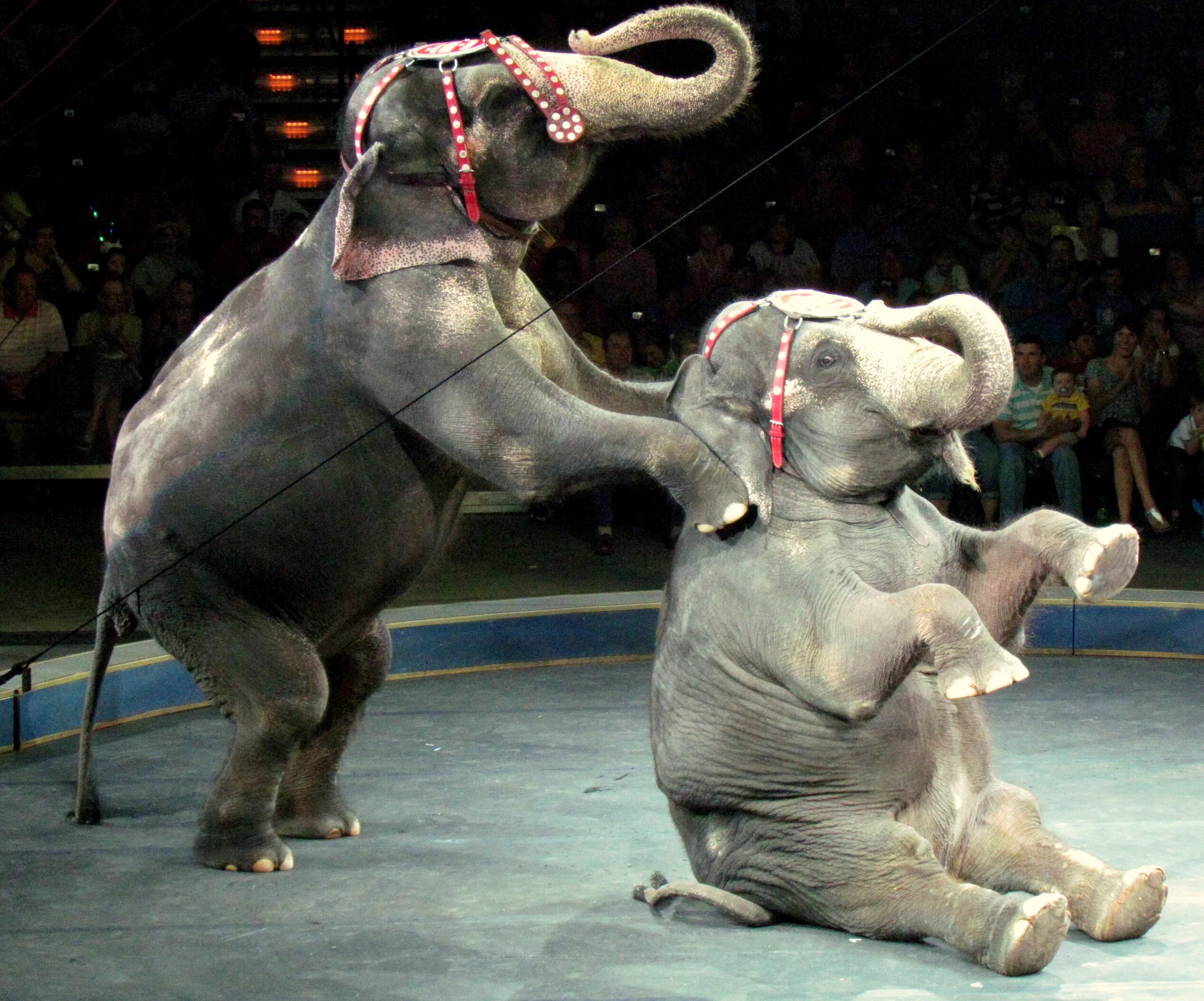 Цирковые животные. Цирк с животными. Звери в цирке. Дикие цирковые животные. Запрет животных в цирке