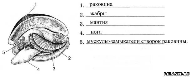 Надпишите названия частей тела двустворчатого моллюска. Двустворчатые моллюски строение раковины. Напишите названия частей тела моллюска. Рассмотрите рисунок .напишите названия частей тела двустворчатого.