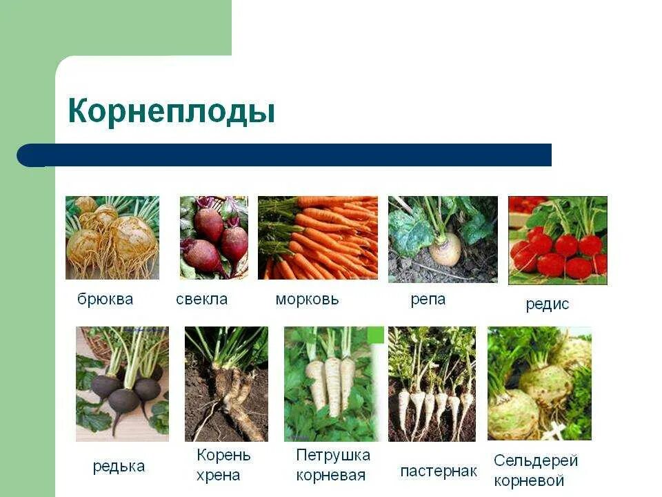 Корневые культуры