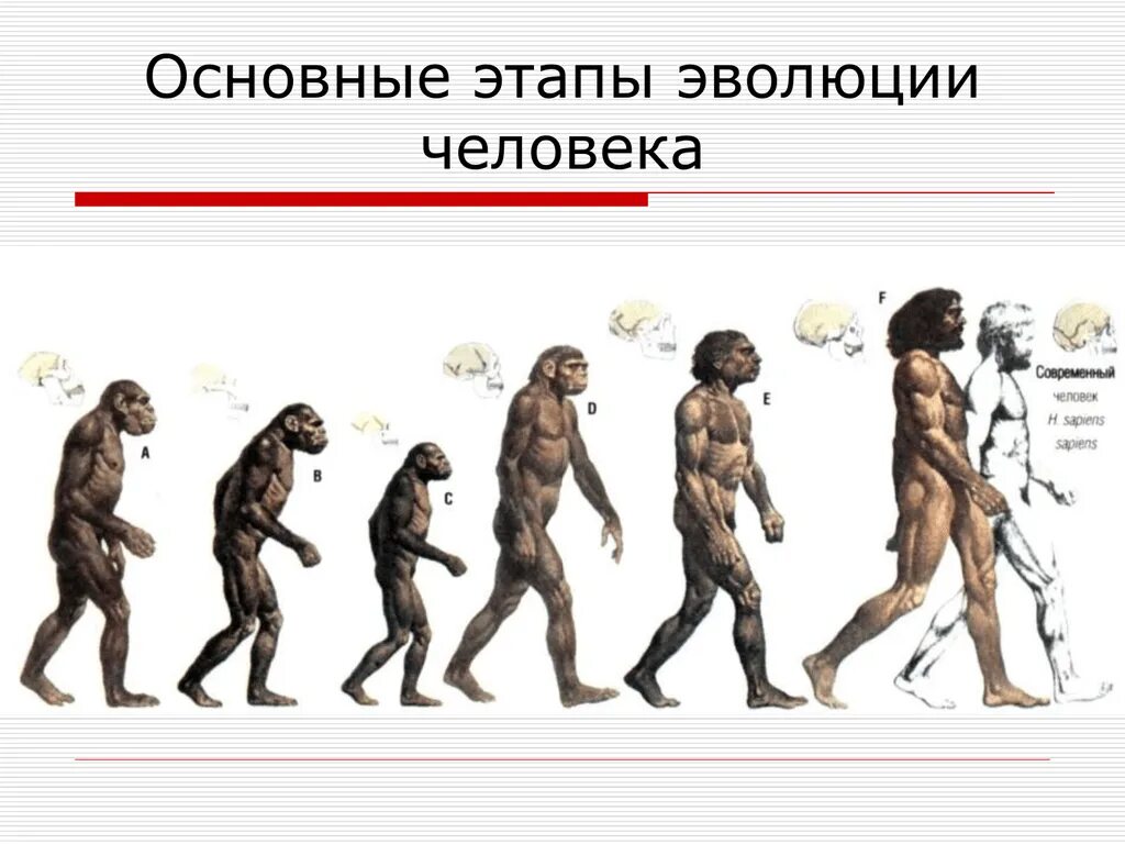 Эволюционное происхождение человека презентация. Эволюция человека хомо сапиенс. Этапы эволюции человека,хомо сапиенс. Эволюция человека до хомо сапиенс. Эволюцию обезьяны в хомо сапиенс.