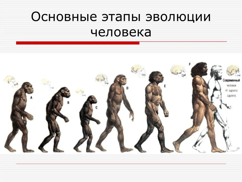 Название стадий человека. Эволюция человека хомо сапиенс. Этапы эволюции человека,хомо сапиенс. Эволюция человека до хомо сапиенс. Эволюцию обезьяны в хомо сапиенс.