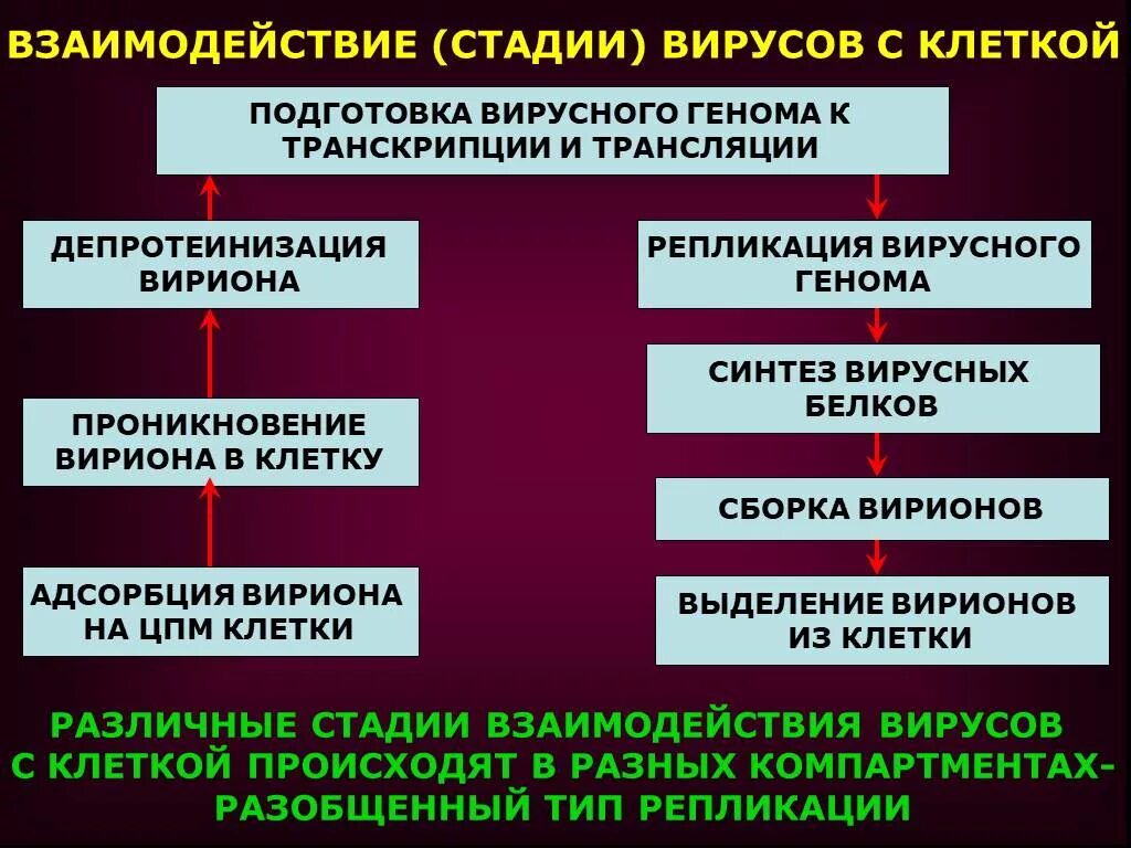 Классификация взаимодействия вирусов с клеткой. Этапы продуктивного типа взаимодействия вирусов с клеткой. Стадии взаимодействия вируса с клеткой. Этапы взаимодействия вируса с клеткой. Социальное взаимодействие этапы