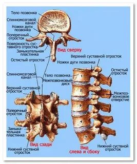 Остистые и поперечные отростки позвонков
