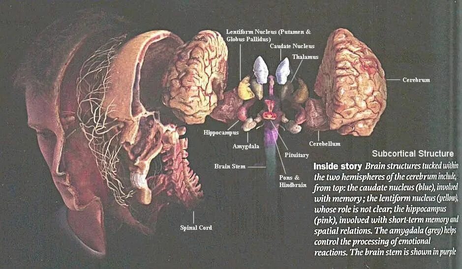 Brain structure. Human Brain structure. Brain Stem structure. Human structure