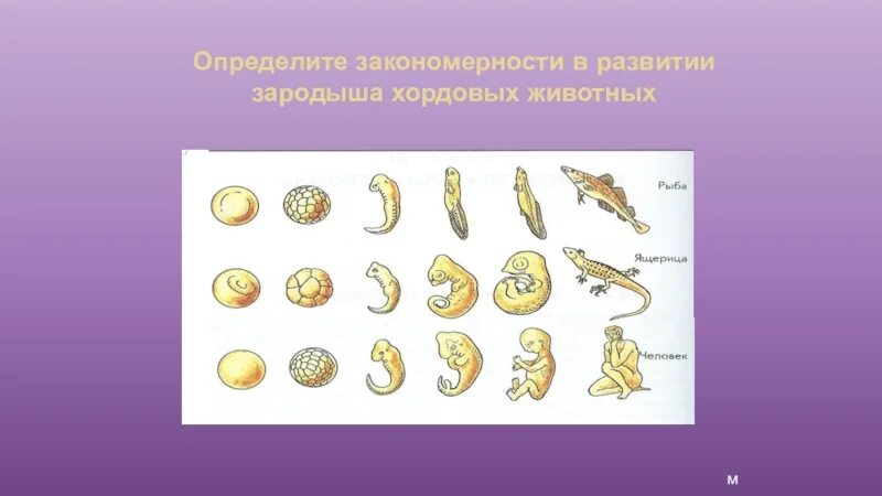 У представителей какого класса развитие зародыша. Стадии развития эмбриона человека биология. Биология 8 класс зародыш человека. Последовательность развития эмбриона позвоночных животных. Эмбриональное развитие зародышей позвоночных.