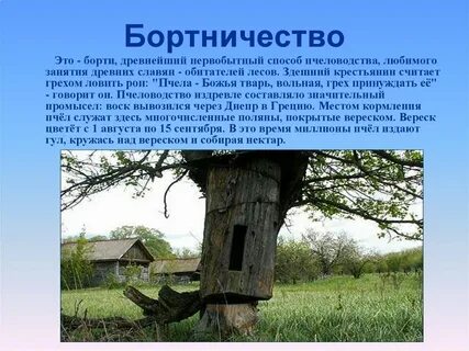 Бортничество в жизни средневековой руси