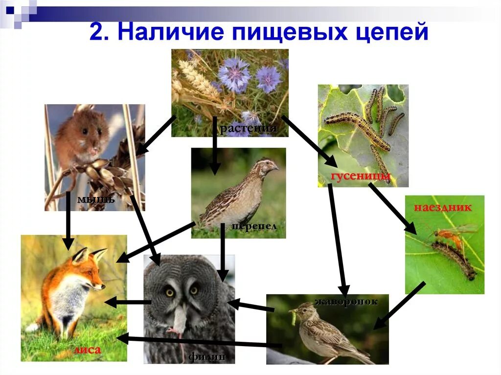 Цепи питания. Пищевая цепь. Пищевая цепочка на лугу. Искусственная цепочка питания. Цепи питания луга 4