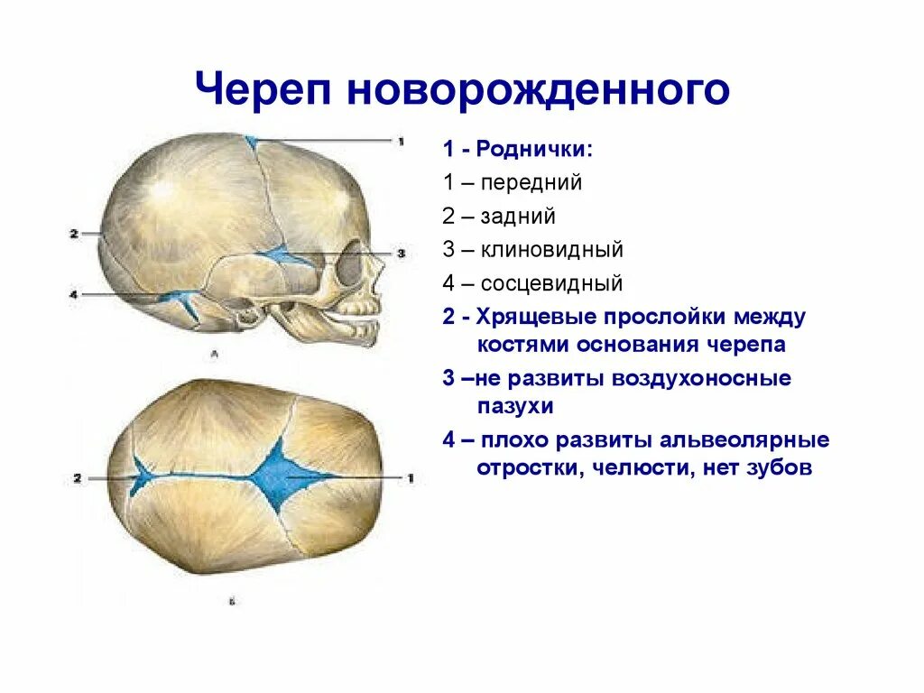 Адрес родничка. Роднички черепа новорожденного. Роднички новорожденного анатомия черепа. Швы костей черепа анатомия. Кости черепа новорожденного роднички.