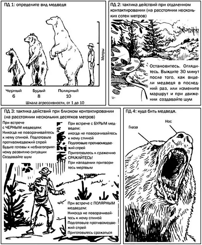 Нападение инструкция. Что делать принападннии медведя. Меры предосторожности при встрече с медведем. Как выжить при нападении медведя.