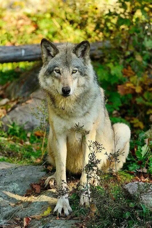 Волк в домашних условиях. Волкособ. Волкособ и волк. Домашний волк. Волк серый.