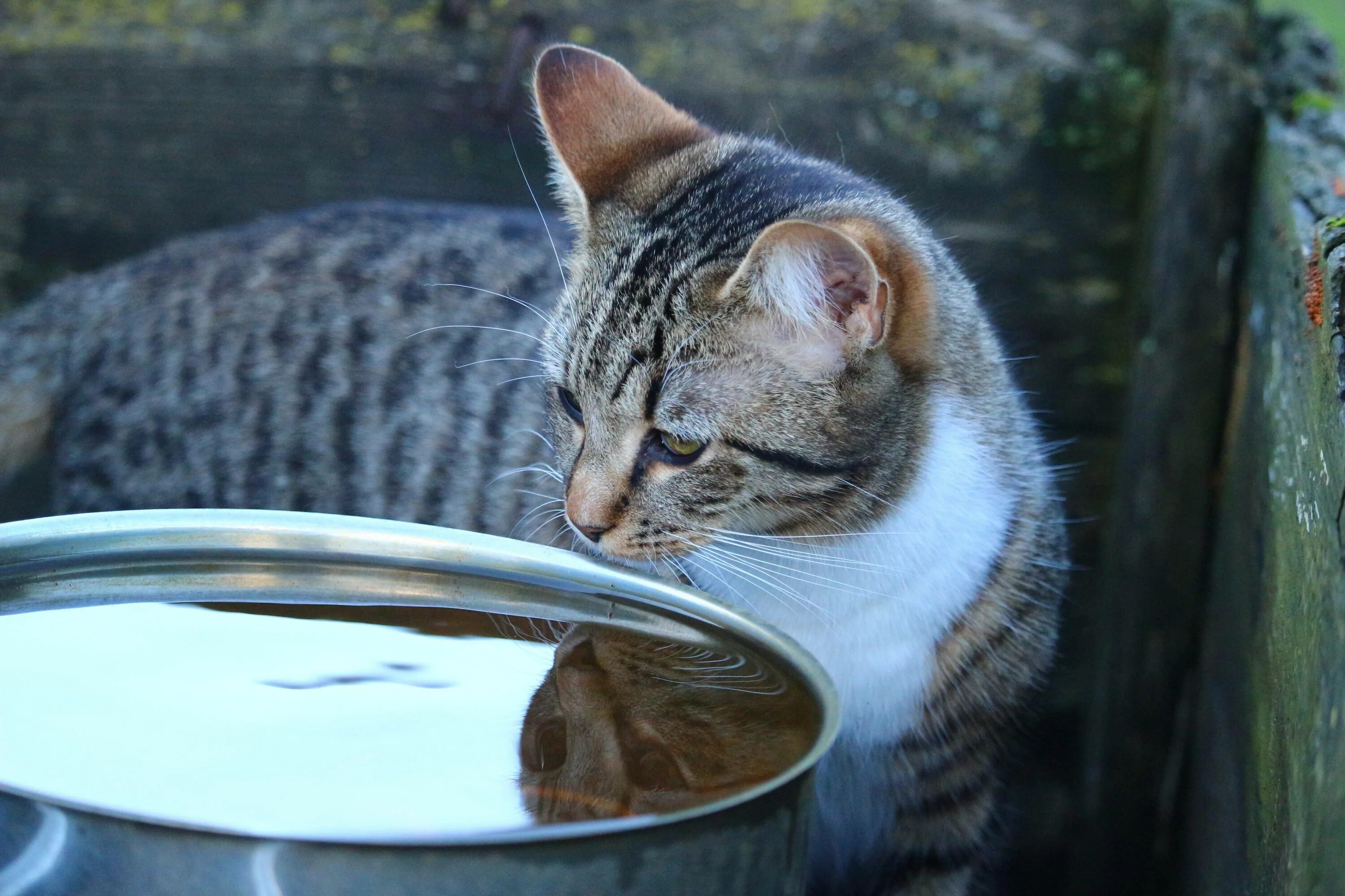 Кошка пьет воду причины. Кошка пьет. Кот лакает воду. Котик пьет воду. Питье для кошек.