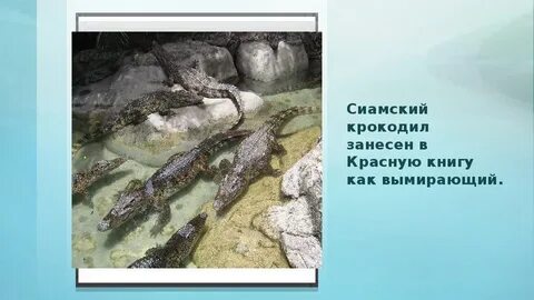 Международная красная книга гребнистый крокодил