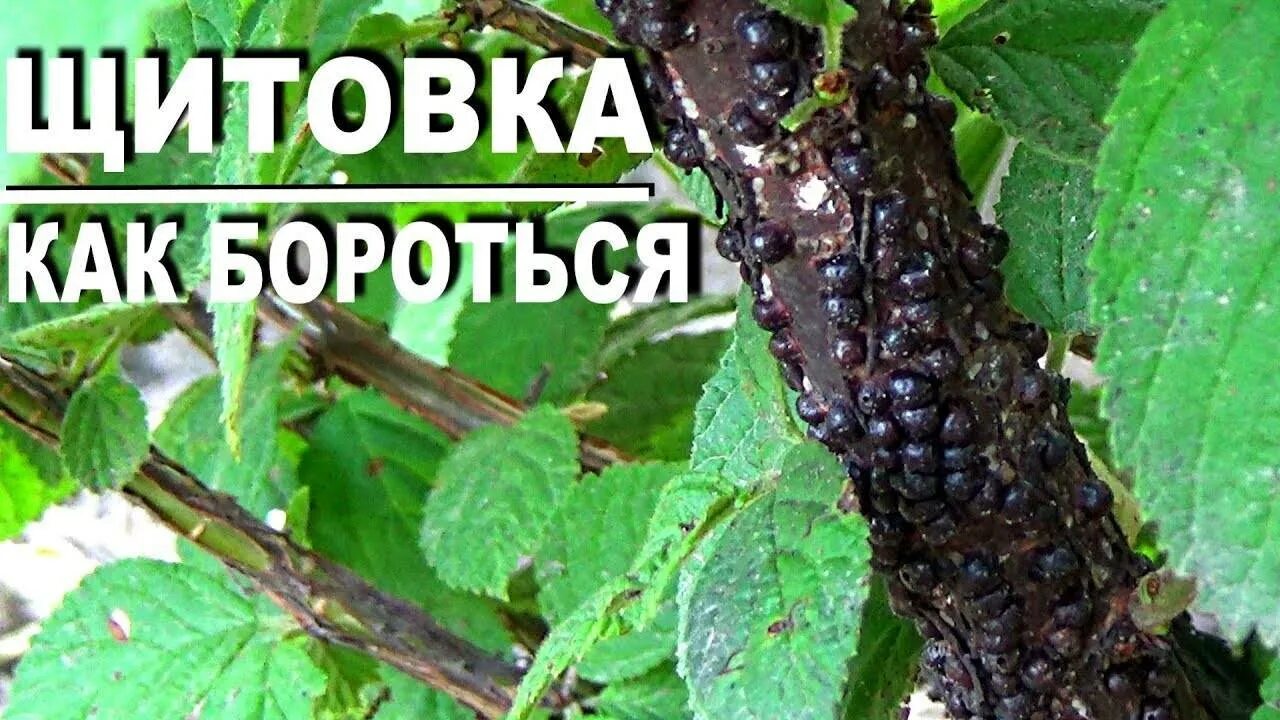 Щитовка на вишне. Бересклетовая щитовка. Яблонная запятовидная щитовка. Яблоневая запятовидная щитовка. Щитовка на вишне.