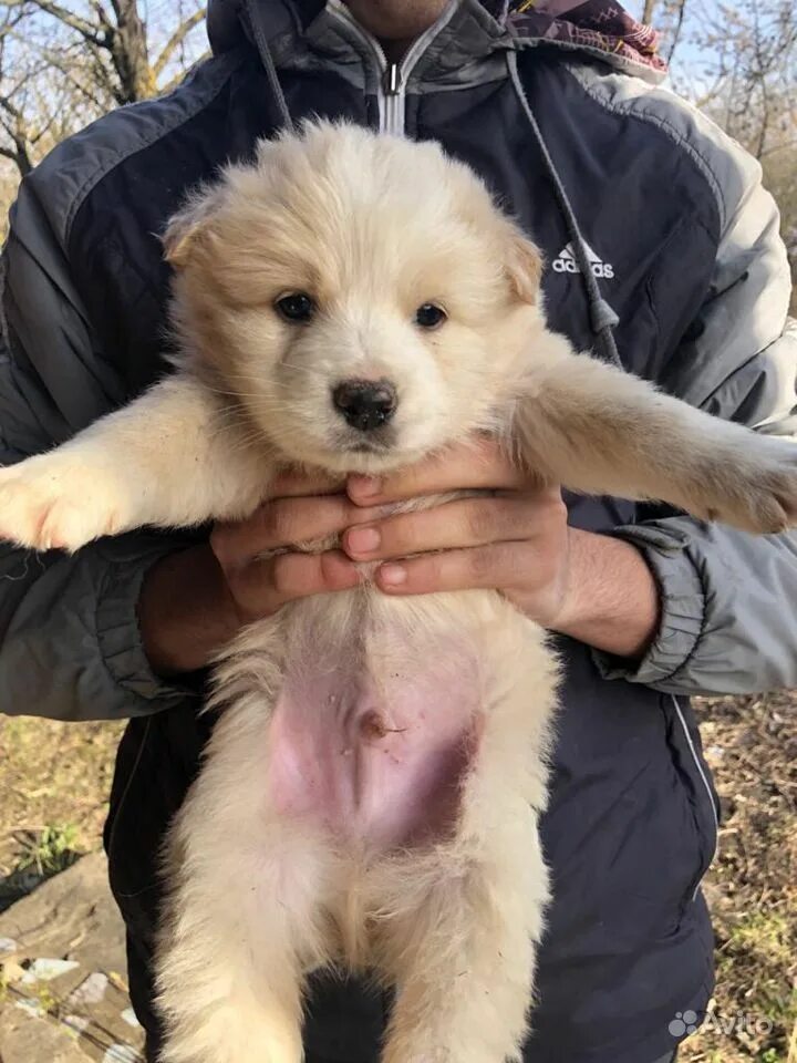 сколько собак в липецке. собака вцепилась в яйца. собака шпиц в зоомагазинах. дворянское гнездо приют липецк. новости липецк собаки нападение.