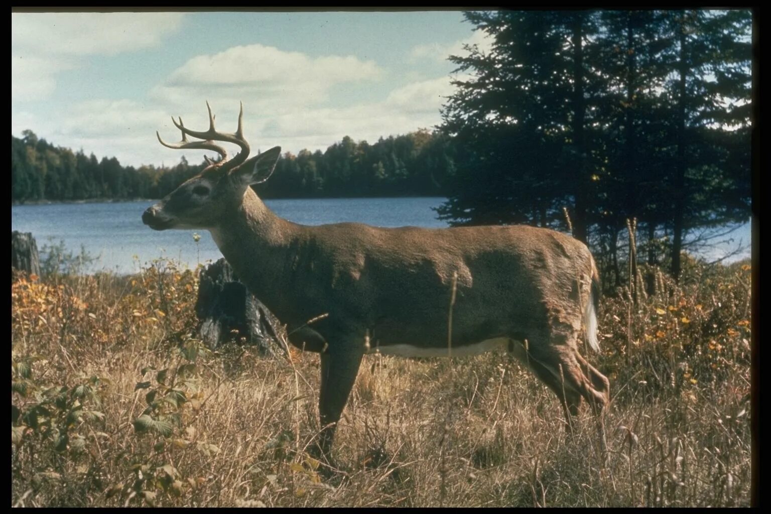 благородный олень изюбрь. изюбрь в забайкалье. гуран. изюбр благородный олень. олень забайкалья.