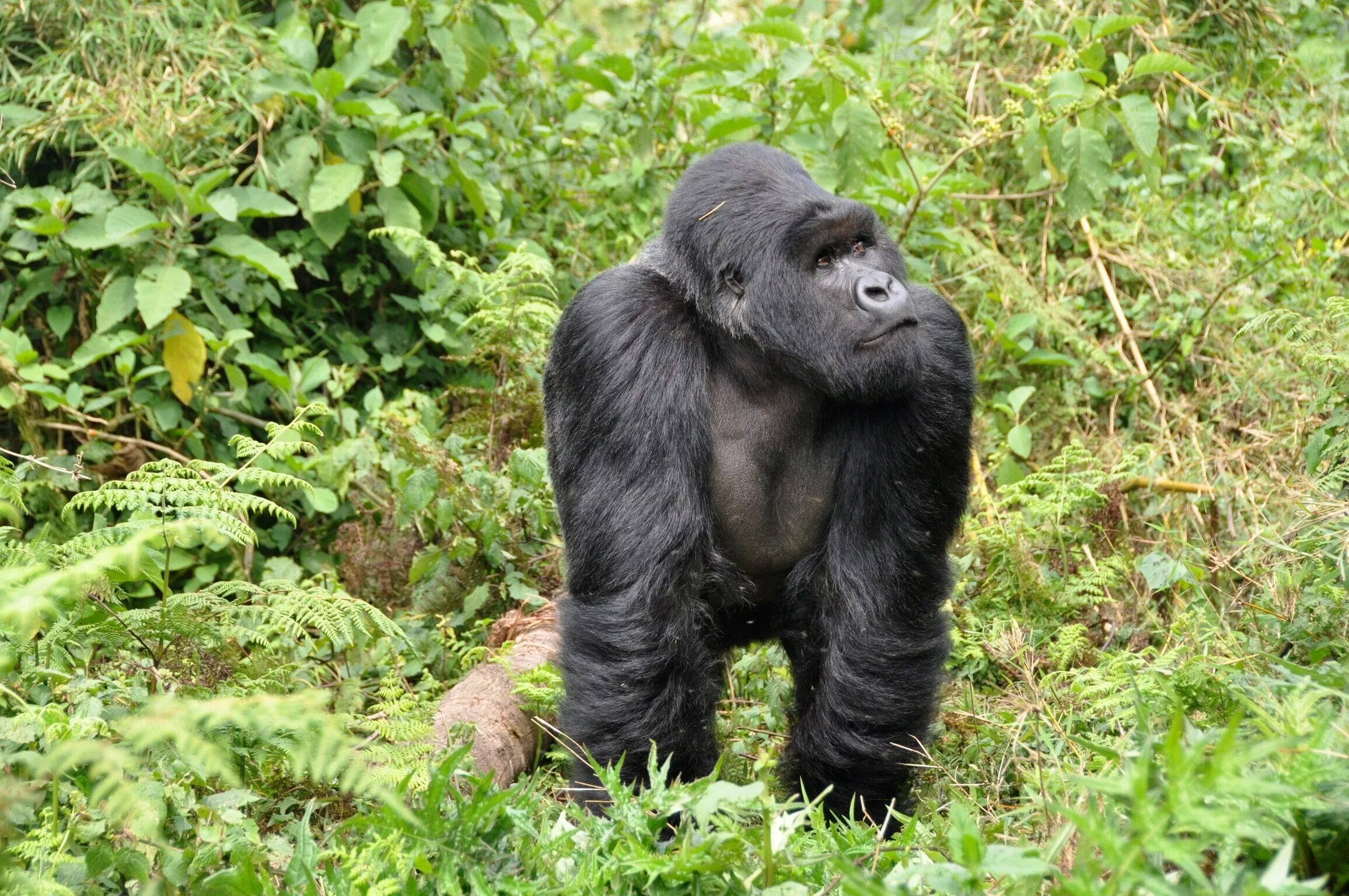 Самая человекообразная обезьяна. Горилла горилла горилла. Человекообразные обезьяны гориллы. Rwanda горилла. Гориллы в Африке.