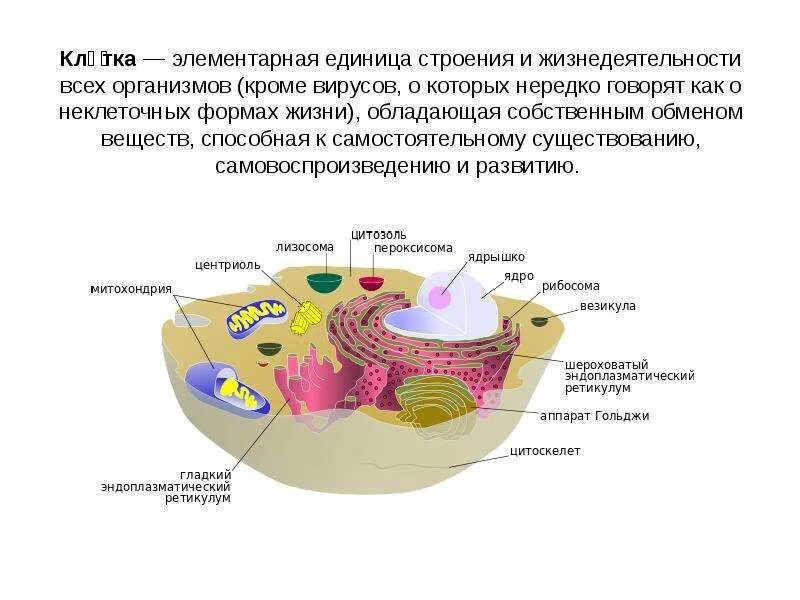 Единица строения всех живых организмов. Клетка единица строения и жизнедеятельности. Структурные единицы клетки. Элементарное строение клетки. Клетка структурная единица организма.