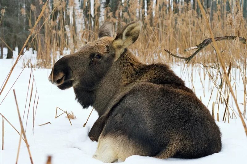 Лось кабан и волк. Смоленское Поозерье животные. Национальный парк Смоленское Поозерье животные. Животные в Смоленском Поозерье. Лось зимой.