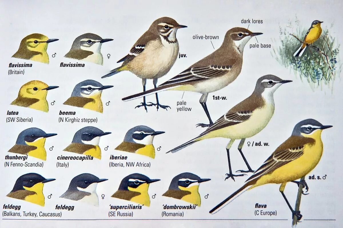 Птицы какое лицо. Желтая трясогузка определитель. Желтая трясогузка самец и самка. Определитель птиц желтая трясогузка. Подвиды желтой трясогузки.