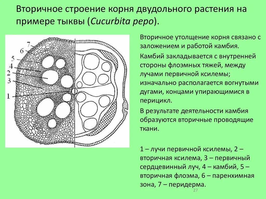 Анатомическое строение стебля травянистых растений. Анатомическое строение корня двудольных растений. Вторичное строение корня двудольного растения. Первичное Анатомическое строение корня тыквы. Вторичное строение корня (поперечный срез корня тыквы).