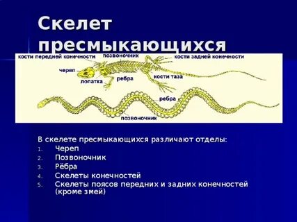 Конечности рептилий