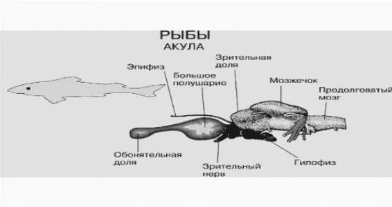 Какой мозг акулы. Строение головного мозга акулы. Выделительная система акулы. Мозг акулы строение. Расположение мозга у акулы.