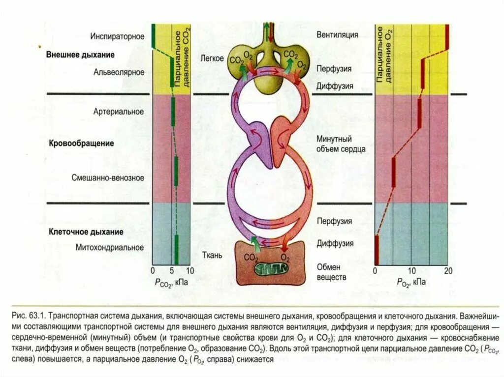 Тканевая перфузия. Этапы дыхания физиология. Этапы внешнего дыхания диффузия перфузия. Вентиляция диффузия перфузия. Физиологический процесс легких