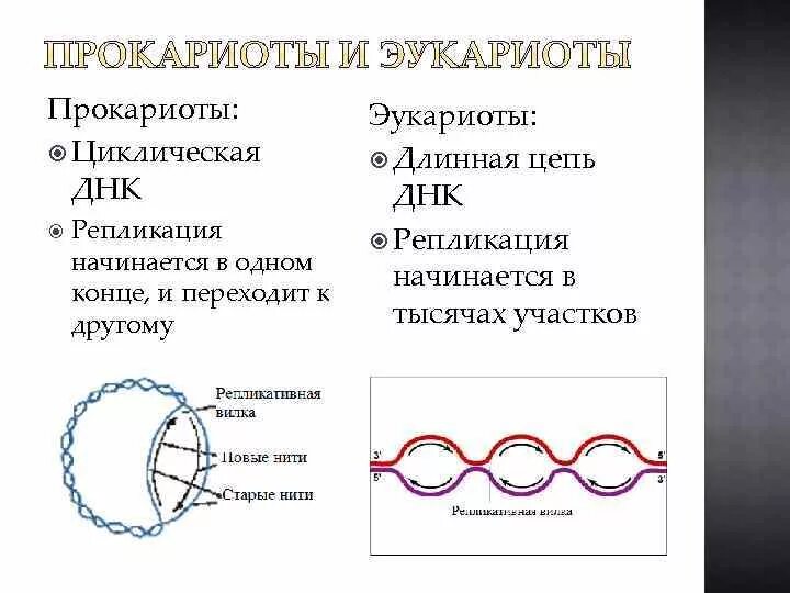Кольцевая днк прокариот. Репликация ДНК У прокариот схема. Репликация бактериальной ДНК. Механизм репликации ДНК У эукариот. Особенности репликации у эукариот.