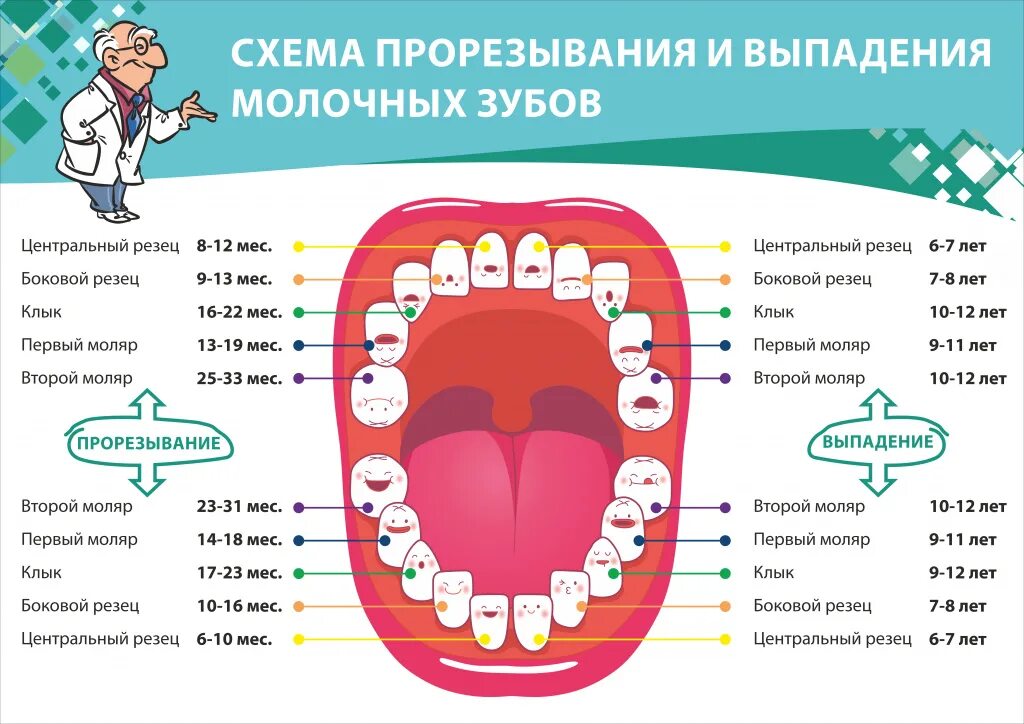 Верхние зубы во сколько у детей. Порядок выпадения молочных зубов схема. схема прорезывания коренных зубов. постоянные зубы у детей схема прорезывания. зубы у детей порядок выпадения молочных зубов.