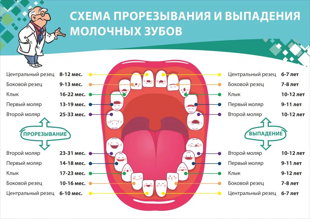 Почему выпал зуб у взрослого. Зубы у детей порядок прорезывания и выпадения. В каком возрасте меняются зубы у детей схема выпадения. Схема прорезывания постоянных зубов у детей. Зубы у детей схема выпадения молочных.