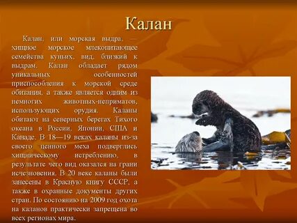 Водные животные международной красной книги