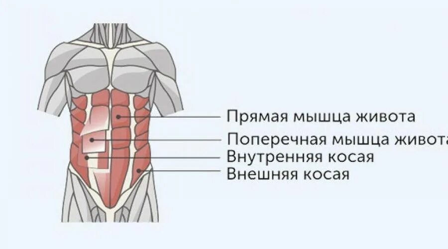 Мышцы брюшного пресса анатомия. Прямые мышцы живота анатомия. Косые мышцы живота анатомия и функции. Поперечная мышца живота анатомия функции.