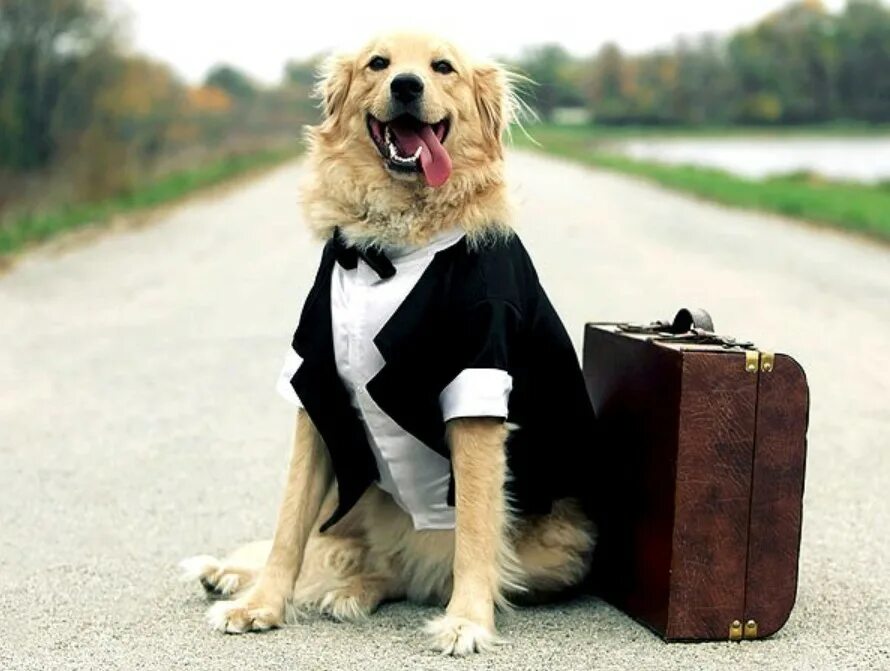 моя собачка одета дороже тебя текст. моя собачка одета дороже тебя текст. стих про собаку. стих про собаку для детей. стих про щенка.