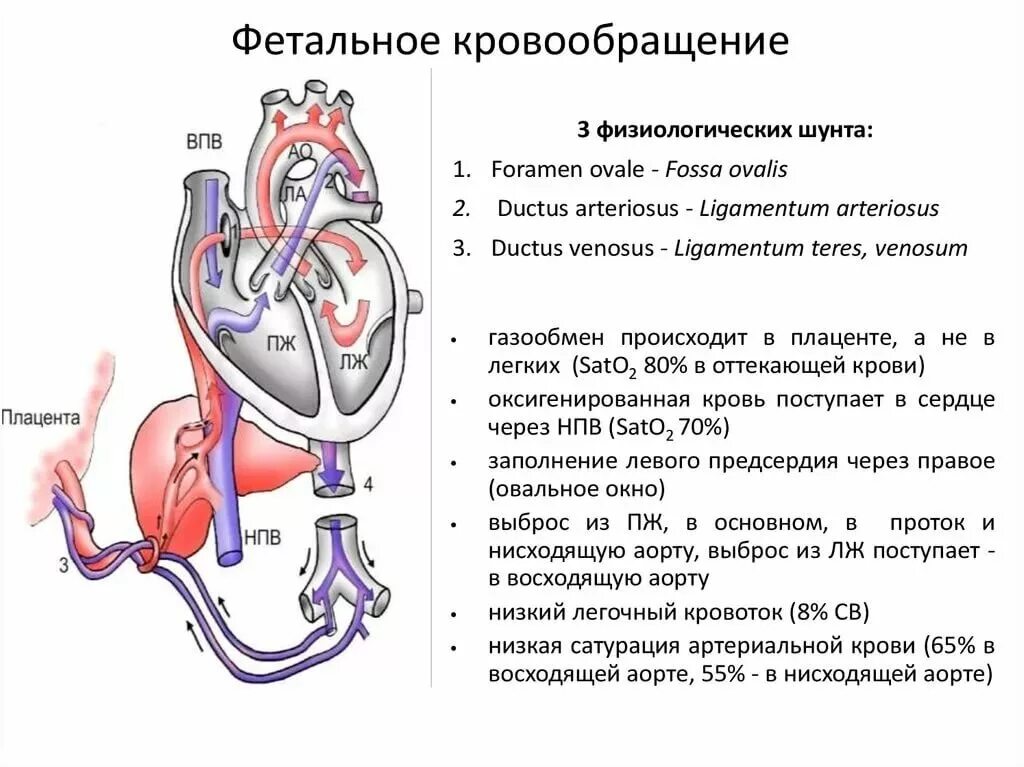 Сосудистая гемодинамика. Плацентарное кровообращение плода схема. Внутриутробное кровообращение плода. Фетальные шунты у плода. Малый круг кровообращения плода.