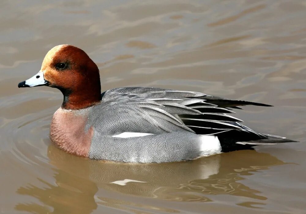 Большой крохаль утка. Американская свиязь. Хохлатая шилохвость. Утки черноземья дикие. Северная кряква черная.