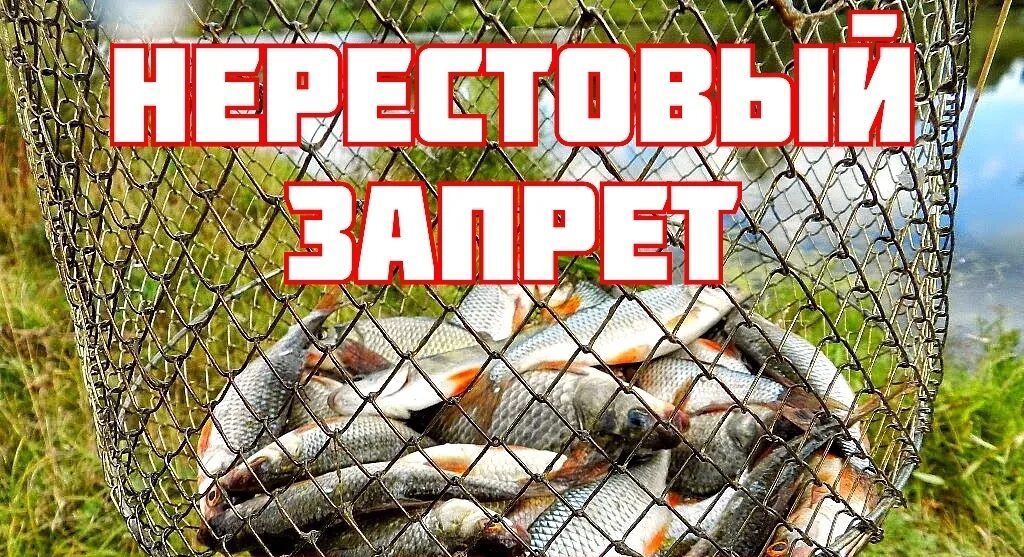 Можно ли на моторе в нерестовый запрет. Внимание нерест. Запрет ловли рыбы в период нереста. Внимание рыболовов. Нерестовый запрет 2023.