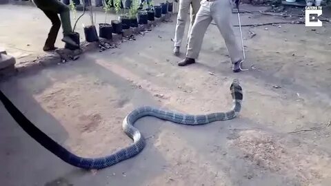 Surprise Discovery: A Heroic Reѕсᴜe of the World’s Largest Snake, the